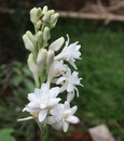 Tuberose